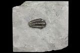 Calymene Niagarensis Trilobite - New York #68397-1
